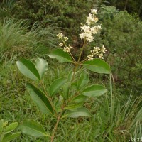 Ligustrum robustum (Roxb.) Blume